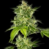 Autoflower Haze (Bulldog Seeds) f&eacute;minis&eacute;e