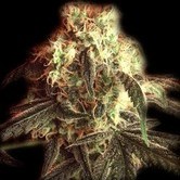 Fast Ryder I (Bulldog Seeds) f&eacute;minis&eacute;e
