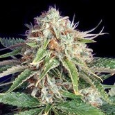 Fast Ryder II (Bulldog Seeds) f&eacute;minis&eacute;e