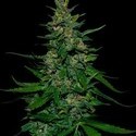 Timanfaya Auto (VIP Seeds) féminisée