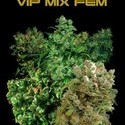 VIP Mix (VIP Seeds) féminisé