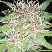 Amnesia (Vision Seeds)