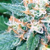 Amnesia (Vision Seeds)