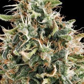 Amnesia (Vision Seeds)