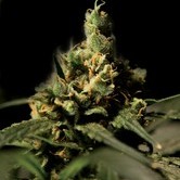 Bubblegum Kush (Bulldog Seeds) feminized
