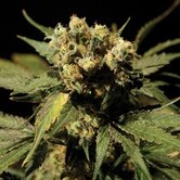 Bubblegum Kush (Bulldog Seeds) feminized
