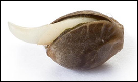 How to germinate cannabis seeds
