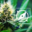 Origines De La OG Kush & Top 3 Des Variétés OG Kush