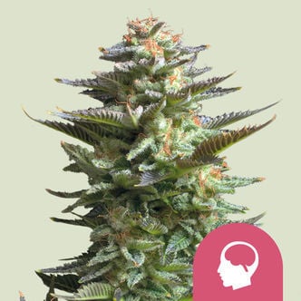 Amnesia Haze (Royal Queen Seeds) féminisée