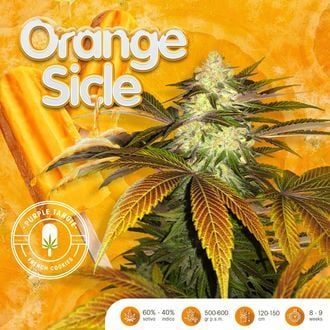 Orangesicle (T.H.Seeds) féminisée