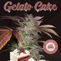 Gelato Cake (T.H.Seeds) féminisée