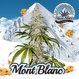 Mont Blanc (T.H.Seeds) féminisée