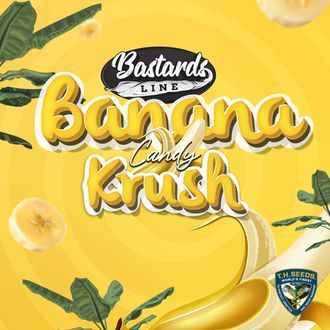 Banana Candy Krush (T.H.Seeds) féminisée