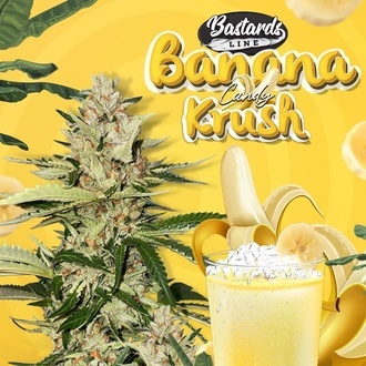 Banana Candy Krush (T.H.Seeds) f&eacute;minis&eacute;e