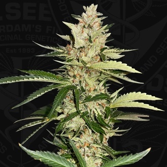 Banana Candy Krush (T.H.Seeds) féminisée