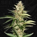 Banana Candy Krush (T.H.Seeds) féminisée