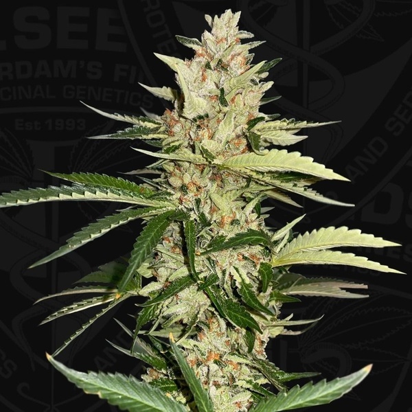 Banana Candy Krush (T.H.Seeds) féminisée