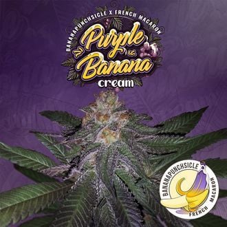 Purple Banana Cream (T.H.Seeds) féminisée