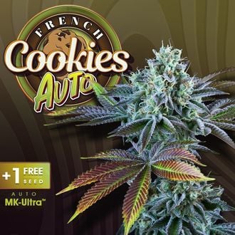 Auto French Cookies (T.H.Seeds) féminisée