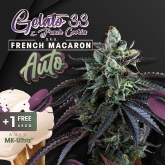 Auto French Macaron (T.H.Seeds) féminisée