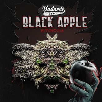 Black Apple Hitchcock (T.H.Seeds) féminisée