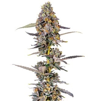 Cherry Mac Muffin (Growers Choice) f&eacute;minis&eacute;e