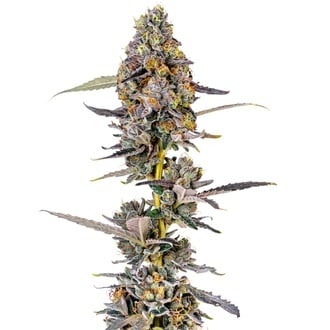 Cherry Mac Muffin (Growers Choice) f&eacute;minis&eacute;e