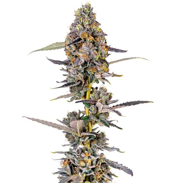 Cherry Mac Muffin (Growers Choice) féminisée