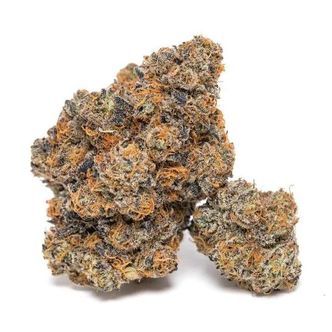 King Louis Garcia (Growers Choice) féminisée