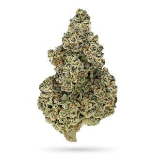 Crazy Roses Fast Version (Growers Choice) féminisée