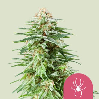 White Widow (Royal Queen Seeds) féminisée