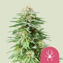 White Widow (Royal Queen Seeds) féminisée