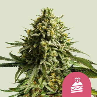 Wedding Cake (Royal Queen Seeds) féminisée