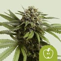 Apple Fritter Automatic (Royal Queen Seeds) féminisée