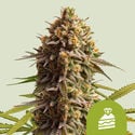 Wedding Cake Automatic (Royal Queen Seeds) féminisée