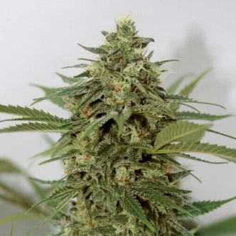 Amnesia Lemon Pie (Garden of Green) féminisée