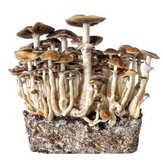 Hawaii Seringue de Culture Liquide (Acid Shroomz)