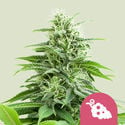 Fruit Spirit (Royal Queen Seeds) féminisée