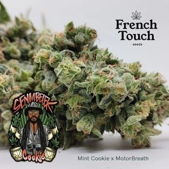 Senmbelek Cookie (French Touch Seeds) féminisée