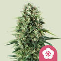 Power Flower (Royal Queen Seeds) féminisée