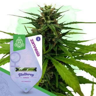 Pack Fruity - Variétés féminisées