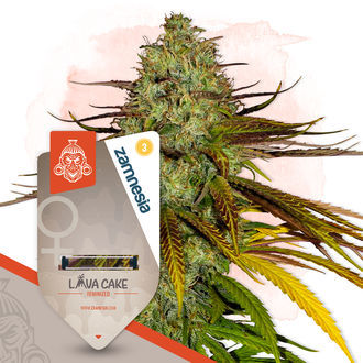 Pack Chocolate Cake - Variétés féminisées