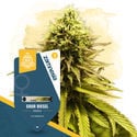 Pack Terpene Dream - Variétés féminisées