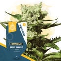 Pack Terpene Dream - Variétés féminisées