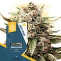 Pack Super THC - Variétés féminisées