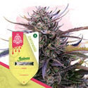 Pack Super THC - Variétés féminisées