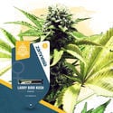 Pack Super THC - Variétés féminisées