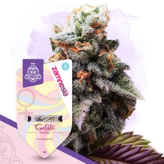 Pack Sugar Rush - Variétés féminisées