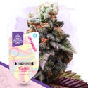 Pack Sugar Rush - Variétés féminisées