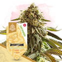 Pack Fruity - Variétés à autofloraison